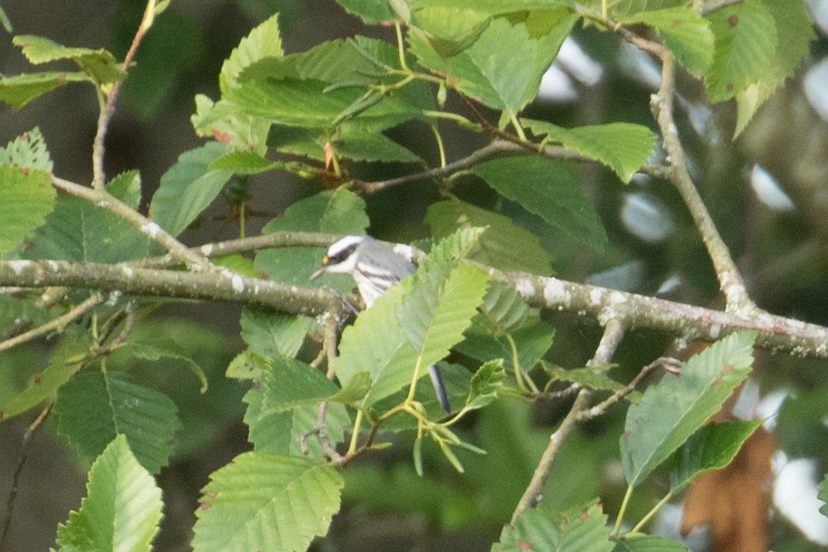 Black-throated Gray Warbler - ML66315471