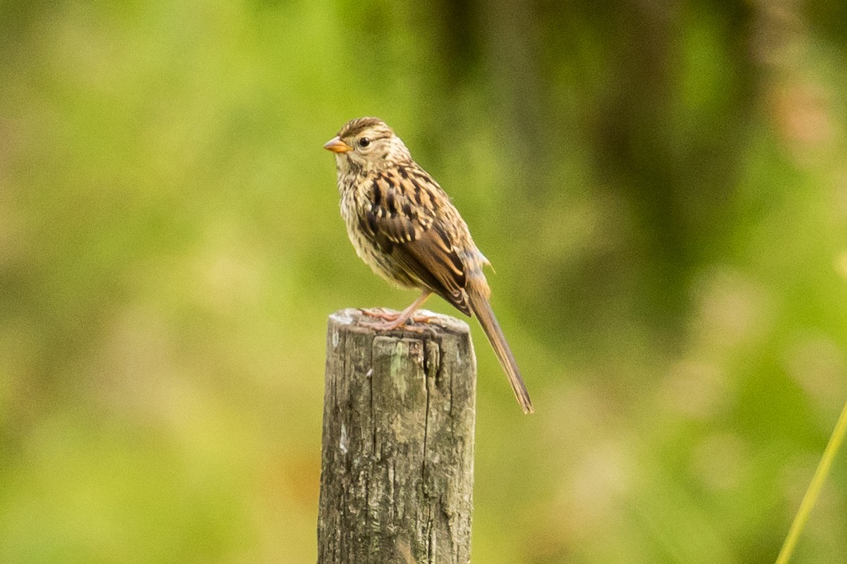 White-crowned Sparrow - John Reynolds