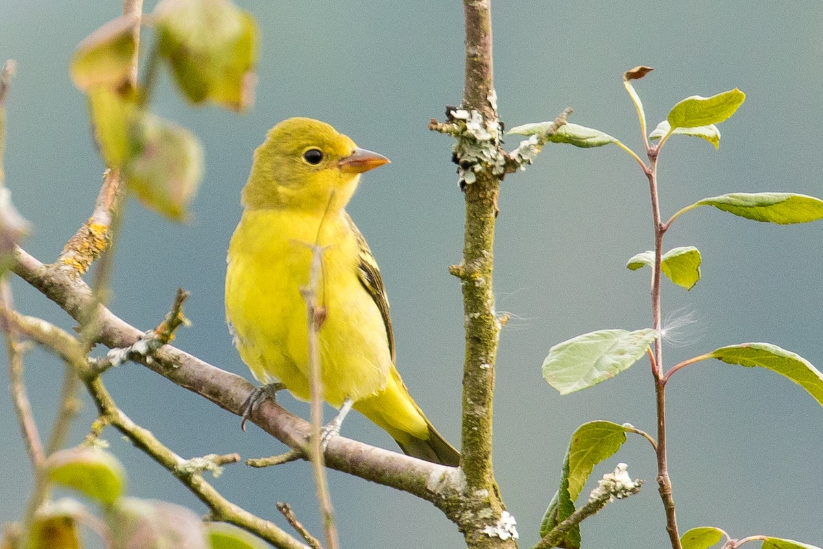 Western Tanager - ML66315591