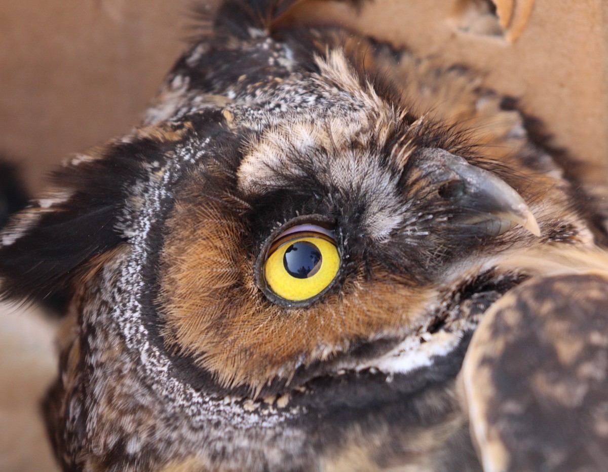 Long-eared Owl - Hélène Crête