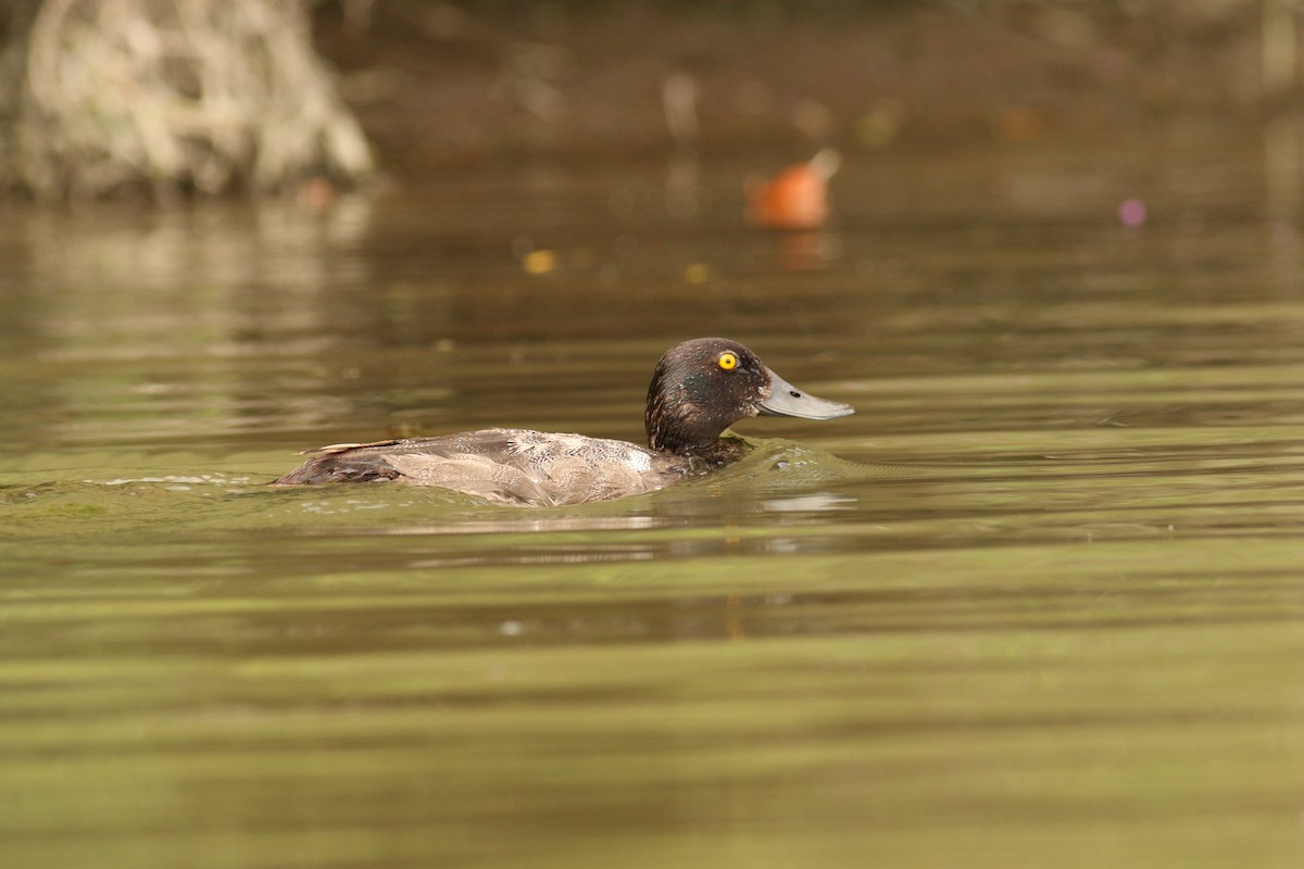Greater Scaup - ML66319161