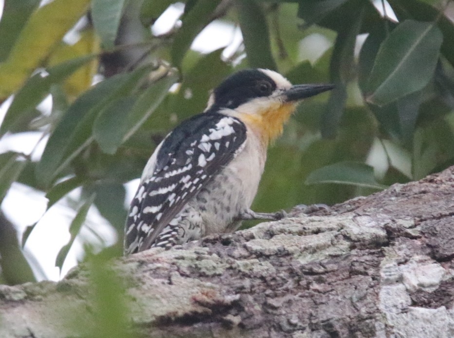 White-fronted Woodpecker - ML66321601