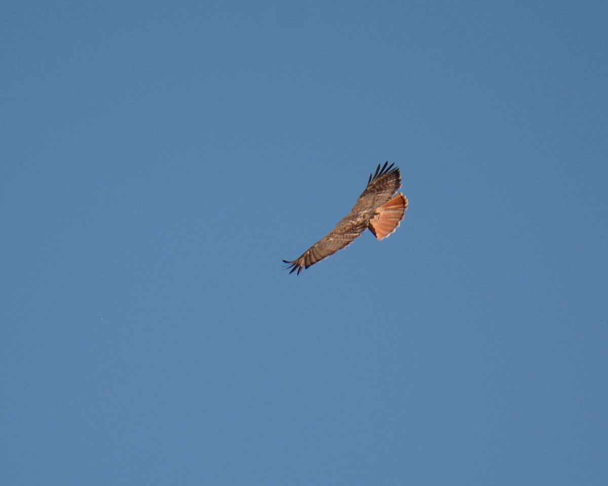 Red-tailed Hawk - Keith McCullough