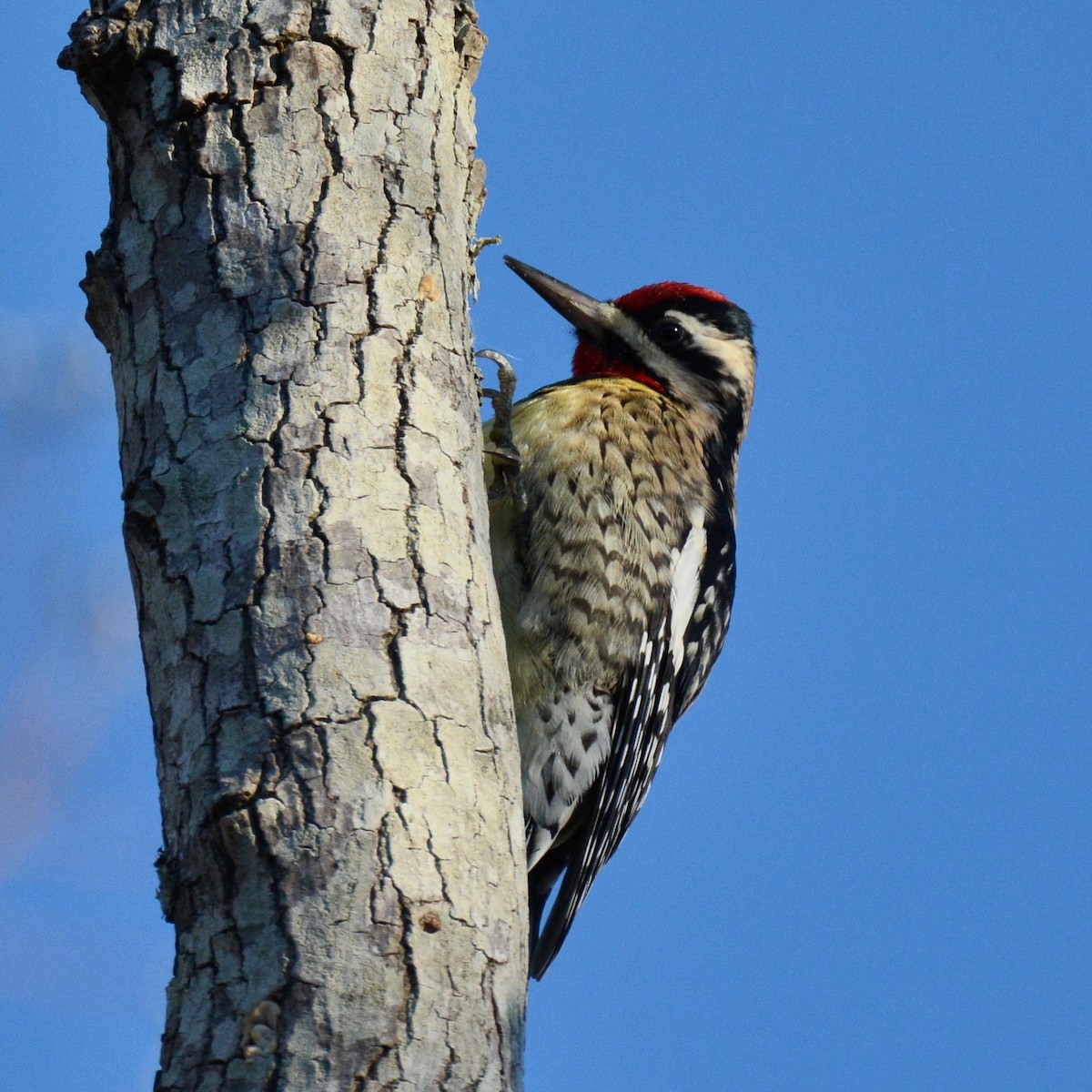 Yellow-bellied Sapsucker - Keith McCullough