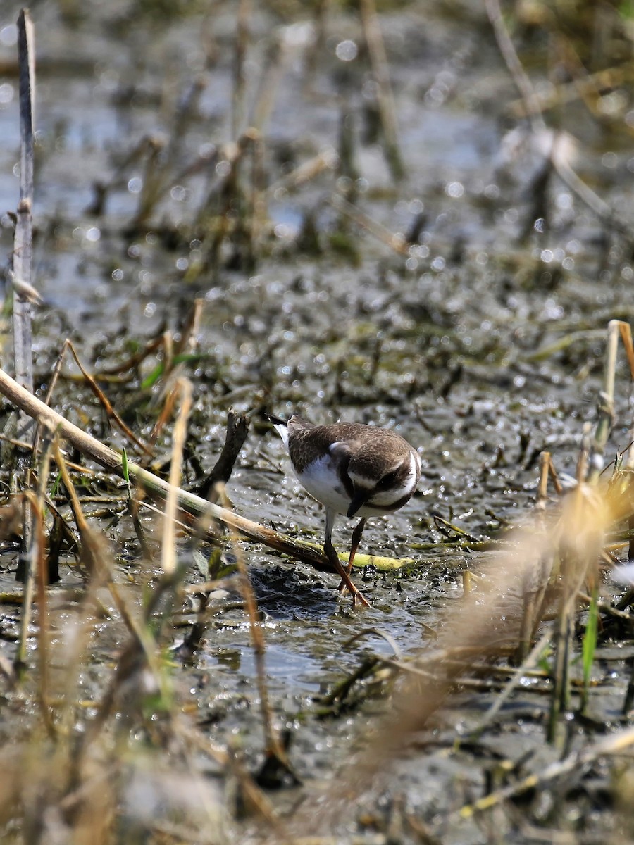 Semipalmated Plover - ML66323331
