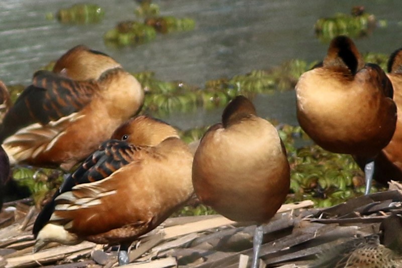 Fulvous Whistling-Duck - ML66325491