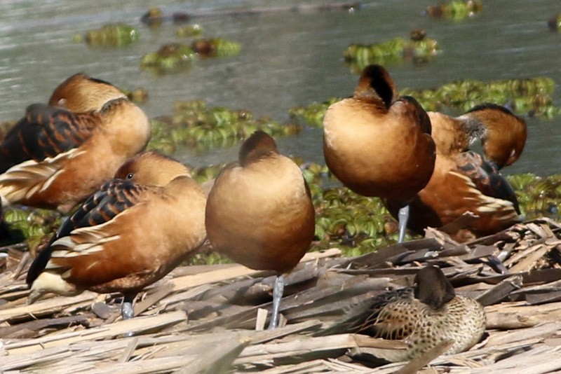 Fulvous Whistling-Duck - ML66325501