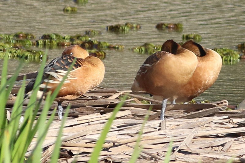 Fulvous Whistling-Duck - ML66325511
