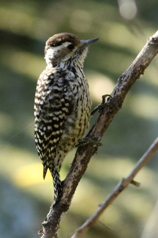 Checkered Woodpecker - ML66325571