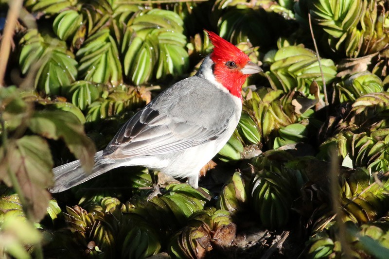 Red-crested Cardinal - ML66325741