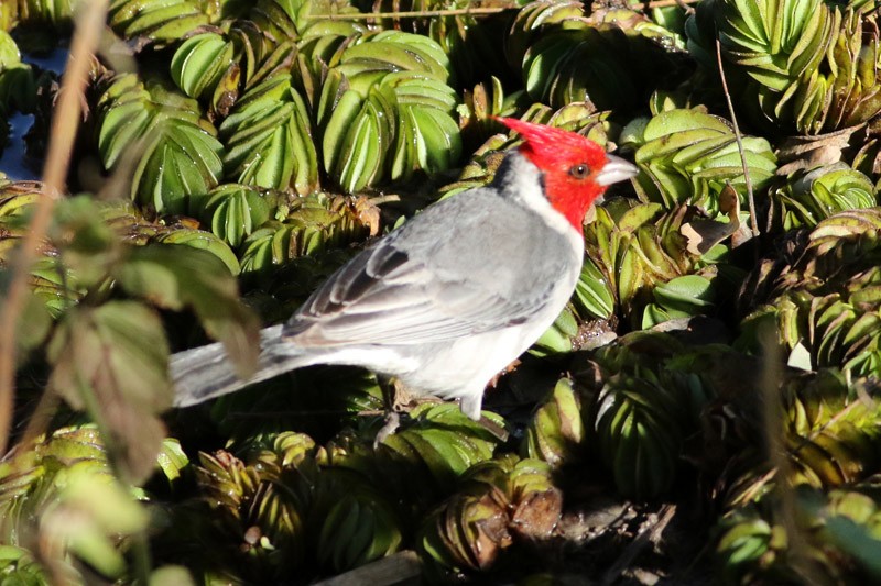 Red-crested Cardinal - ML66325751