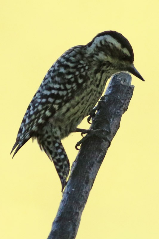 Checkered Woodpecker - ML66325791