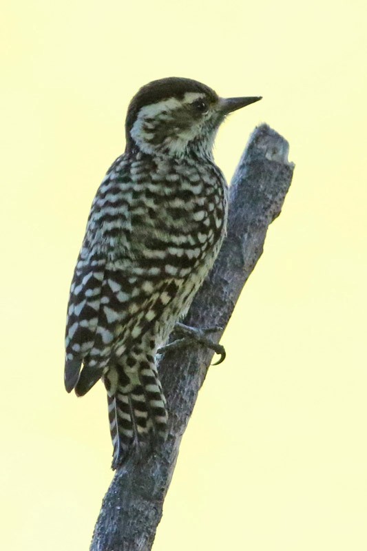 Checkered Woodpecker - ML66325801