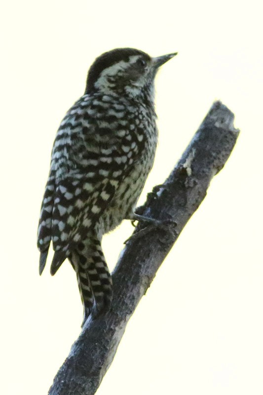 Checkered Woodpecker - ML66325811
