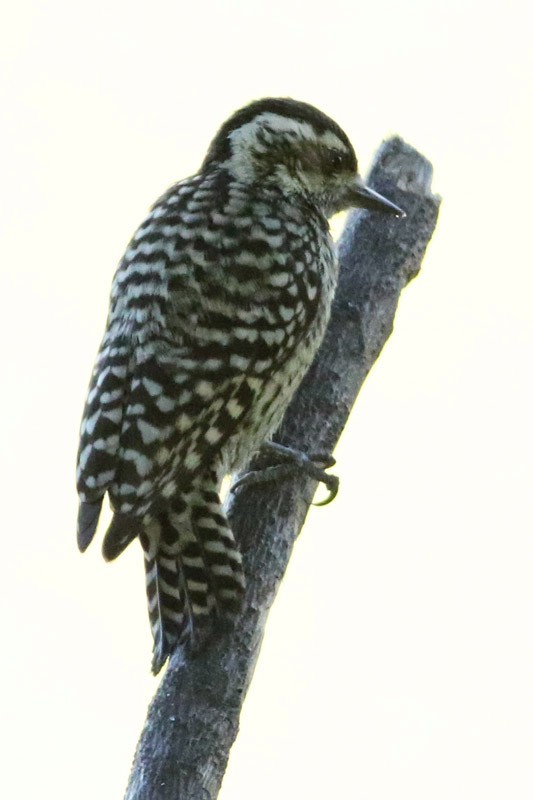Checkered Woodpecker - J. Simón Tagtachian