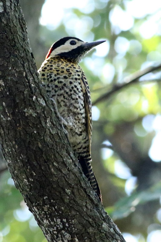 Green-barred Woodpecker - ML66326131