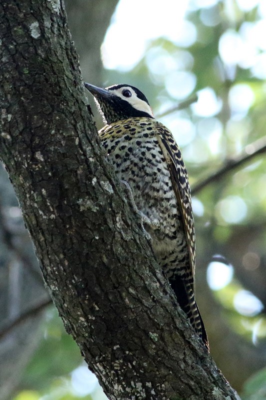 Green-barred Woodpecker - ML66326141