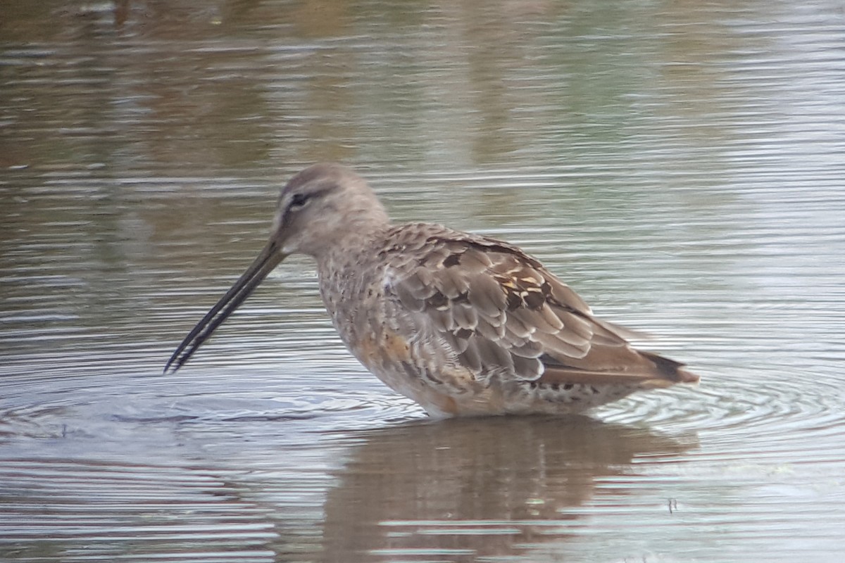 Long-billed Dowitcher - Don Henise