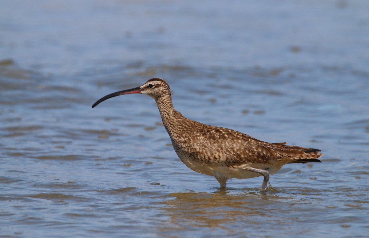 Whimbrel - Devin Griffiths