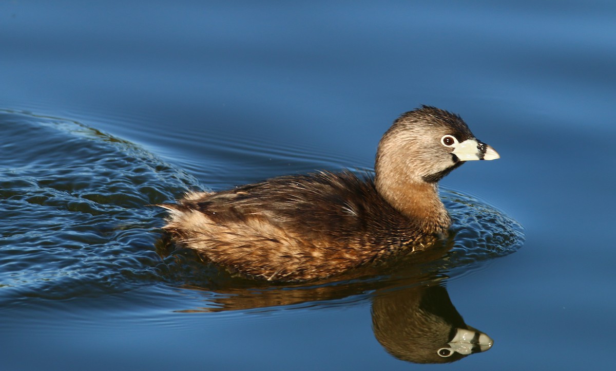 Pied-billed Grebe - Devin Griffiths