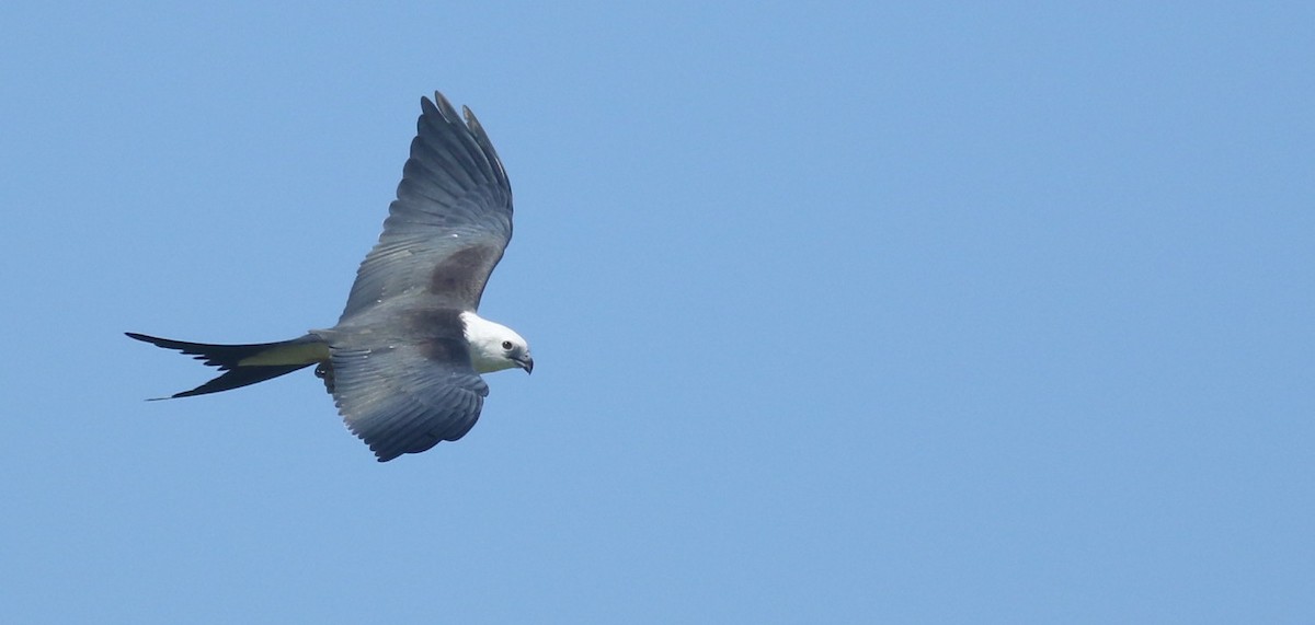 Swallow-tailed Kite - Andrew Dreelin
