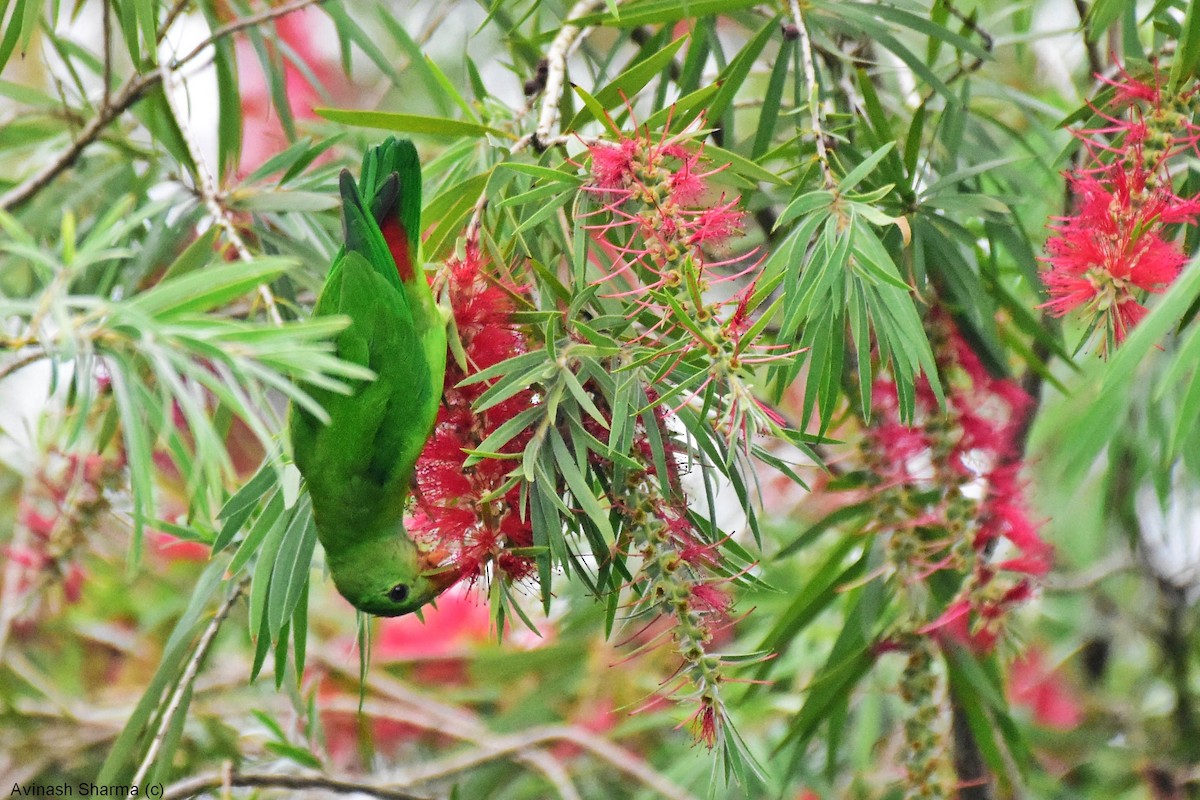 Vernal Hanging-Parrot - AVINASH SHARMA