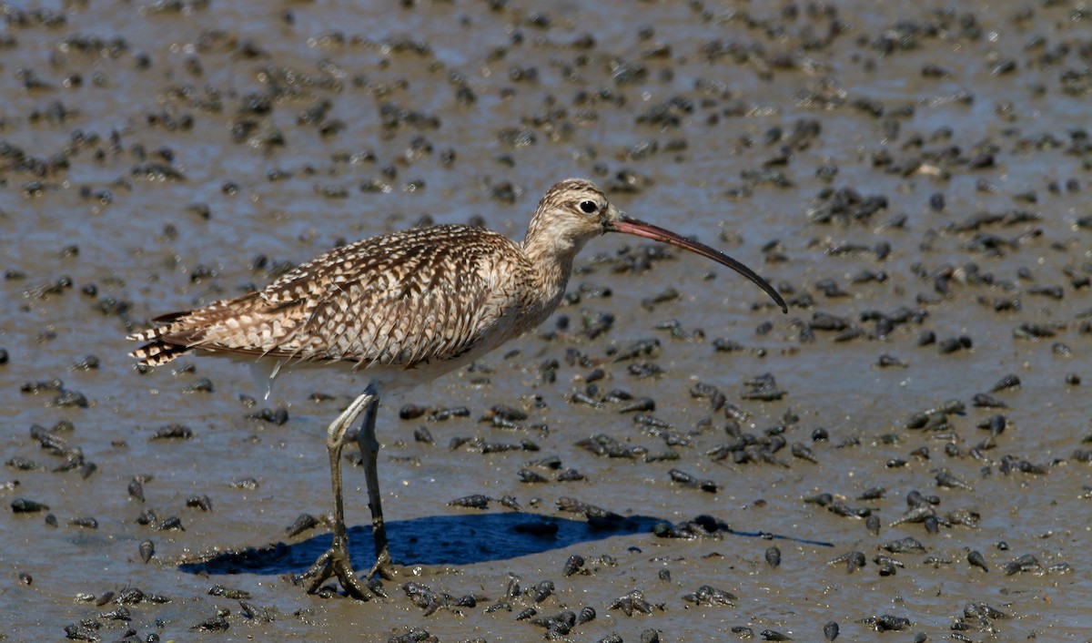 Long-billed Curlew - Devin Griffiths