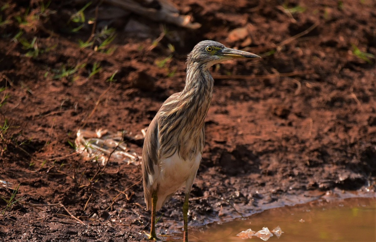 Indian Pond-Heron - Sajeev Krishnan