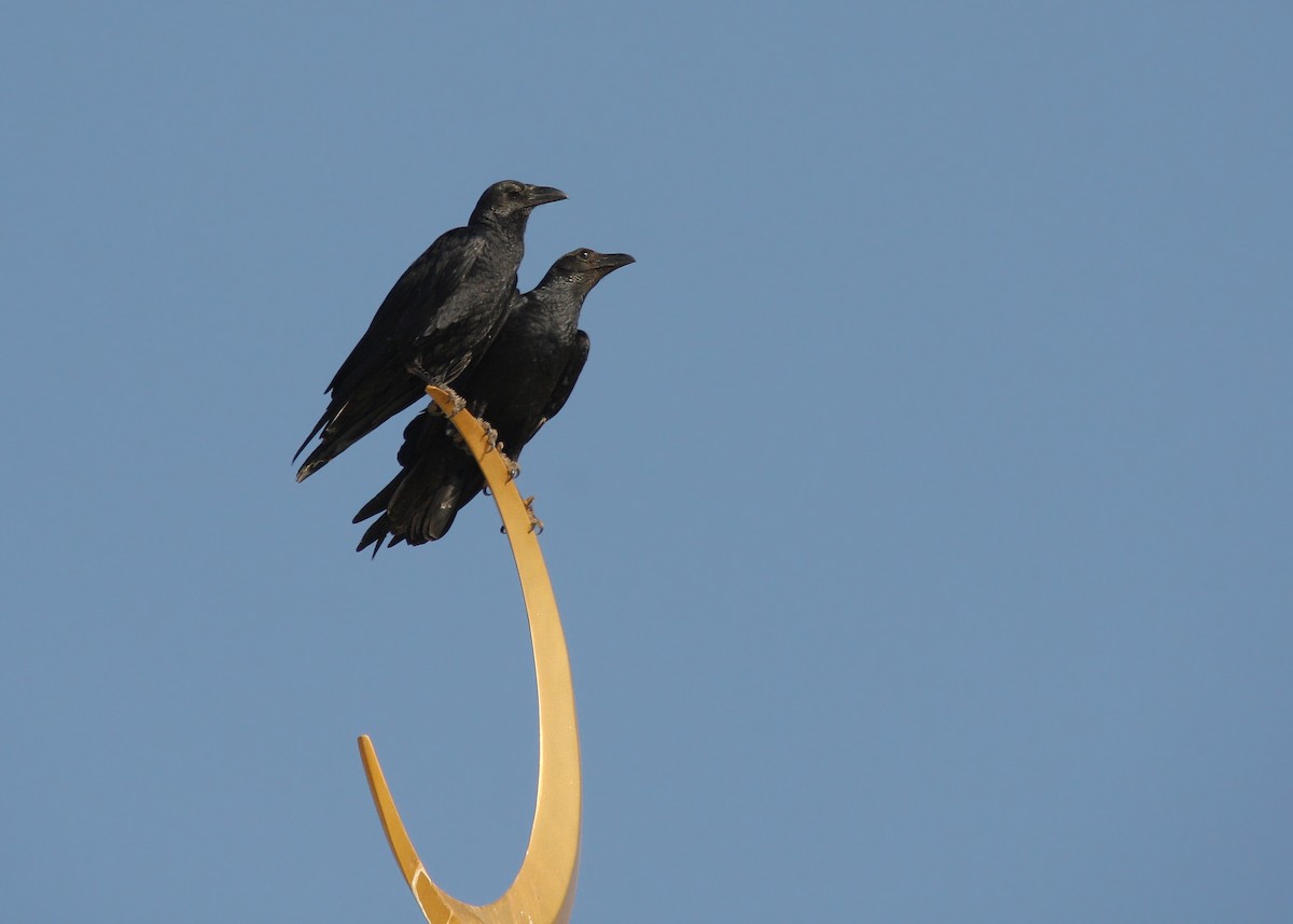 Fan-tailed Raven - Christoph Moning