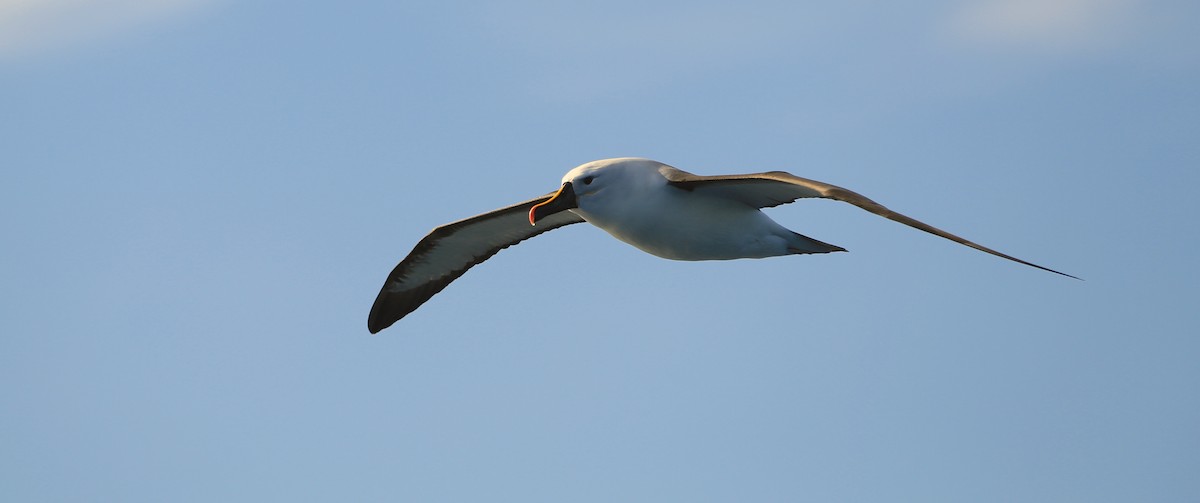 Indian Yellow-nosed Albatross - David  Tytherleigh