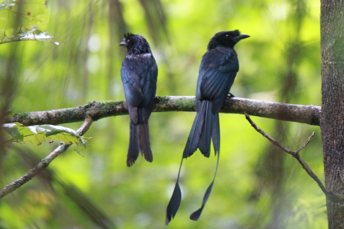 Greater Racket-tailed Drongo - ML66335901