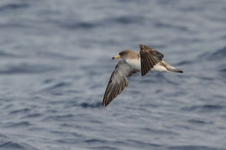 Cory's Shearwater