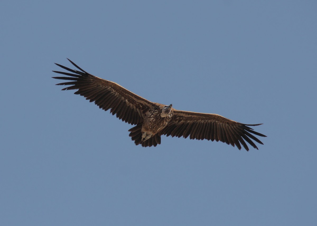 Lappet-faced Vulture - ML66337901