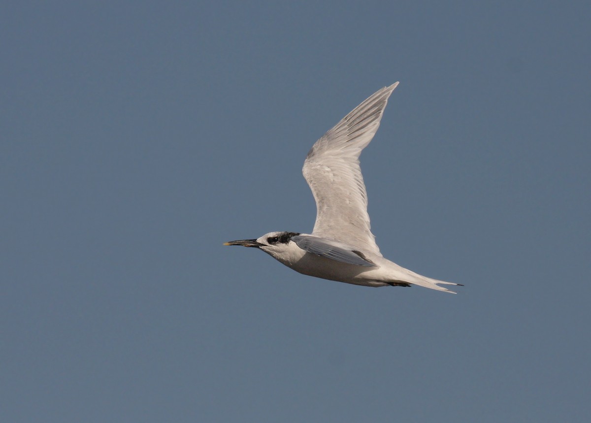 Sandwich Tern (Eurasian) - ML66338171