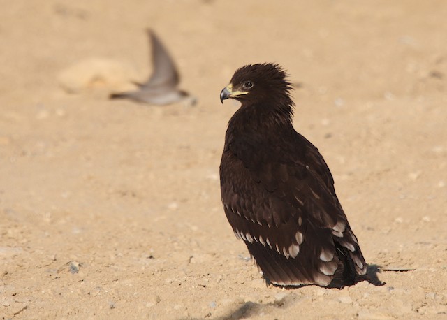 Possible confusion species: Greater Spotted Eagle (<em>Clanga clanga</em>).&nbsp; - Greater Spotted Eagle - 