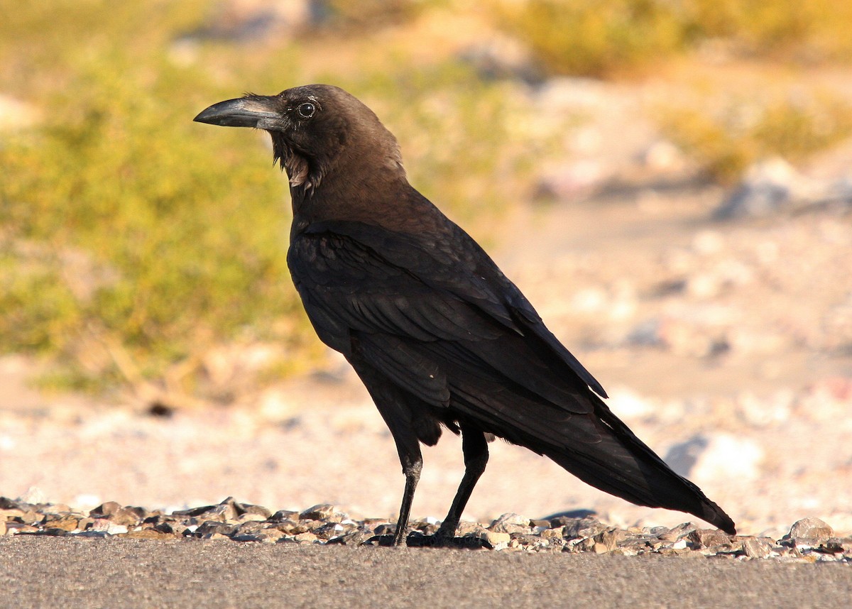 Brown-necked Raven - ML66338961