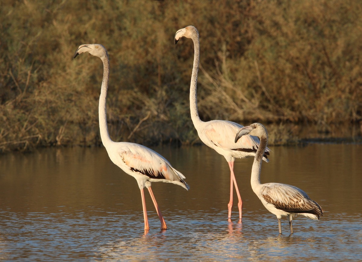 Greater Flamingo - Christoph Moning