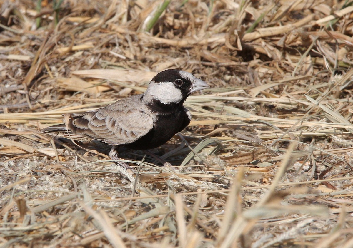 Black-crowned Sparrow-Lark - ML66339271