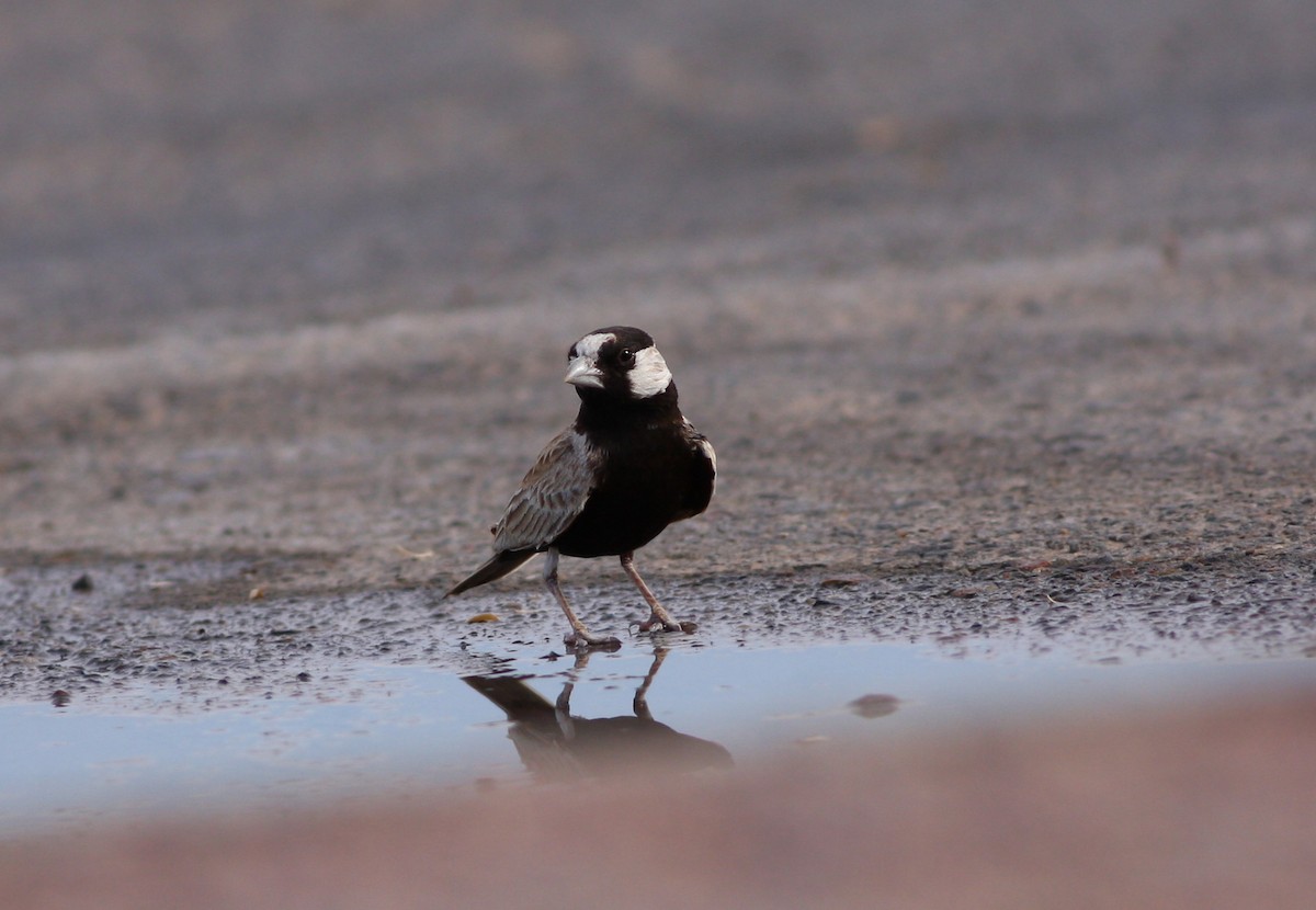 Black-crowned Sparrow-Lark - Christoph Moning