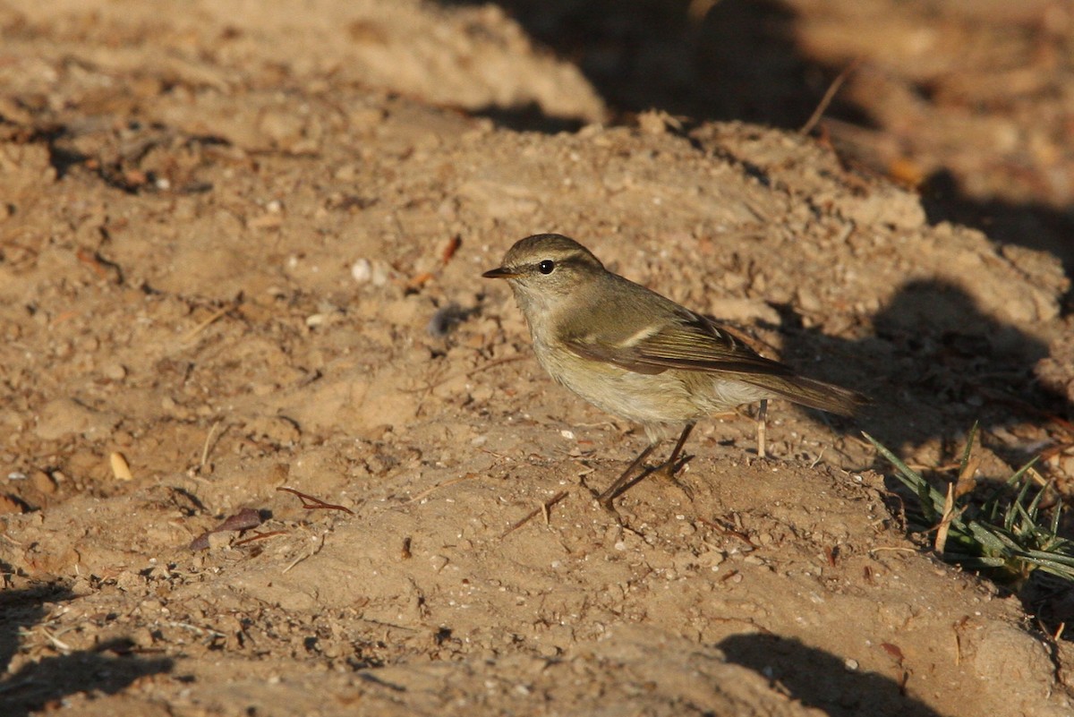 Hume's Warbler - ML66339611