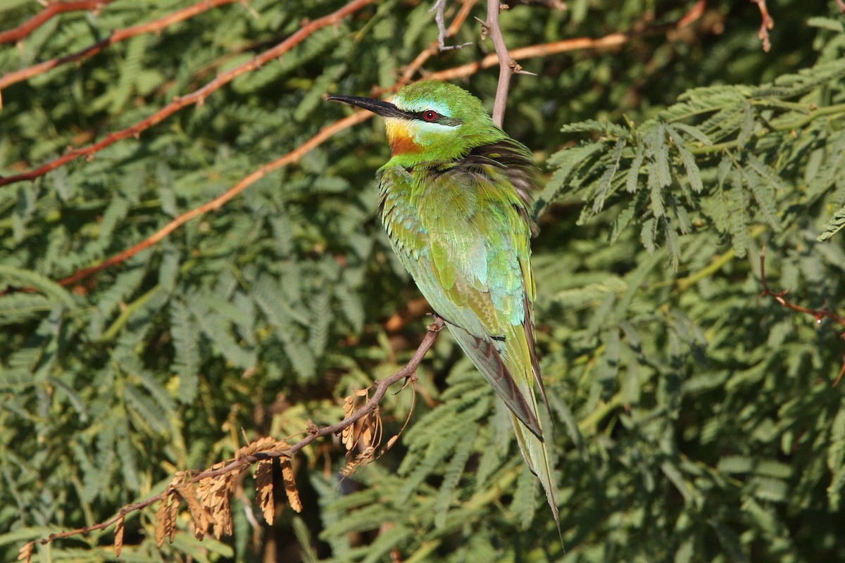 Blue-cheeked Bee-eater - ML66339641