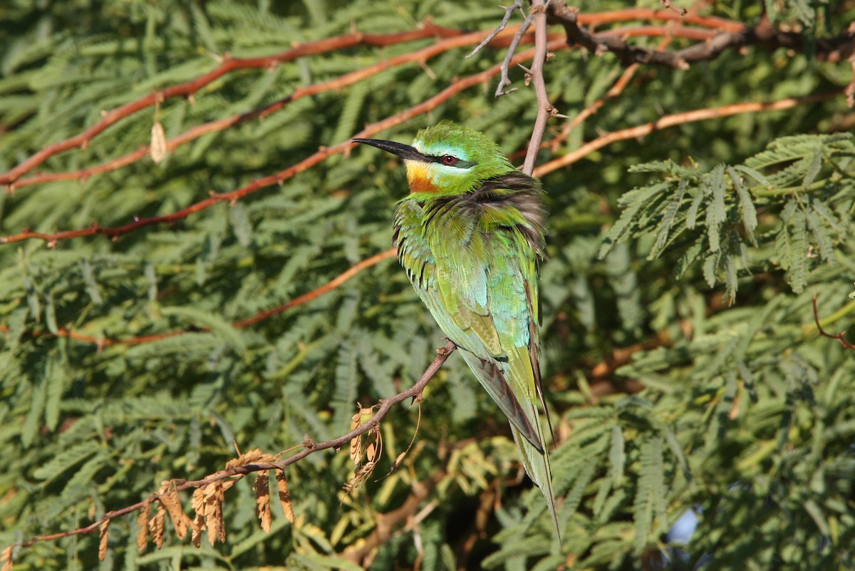 Blue-cheeked Bee-eater - ML66339661