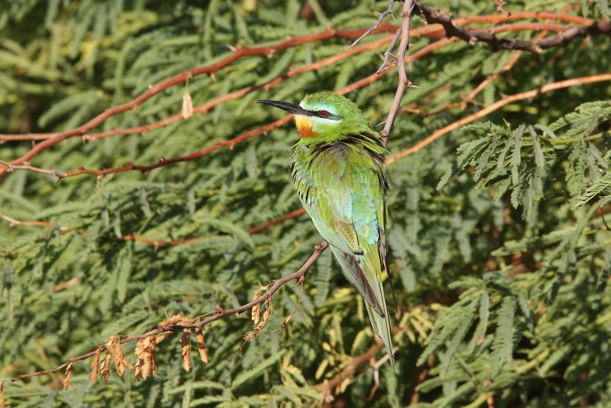 Blue-cheeked Bee-eater - ML66339681