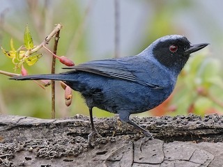 Whistling Masked Flowerpiercer - eBird