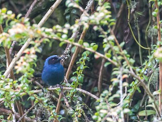 Whistling Masked Flowerpiercer - eBird
