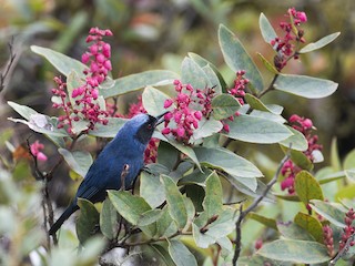 Whistling Masked Flowerpiercer - eBird