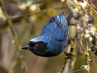 Whistling Masked Flowerpiercer - eBird