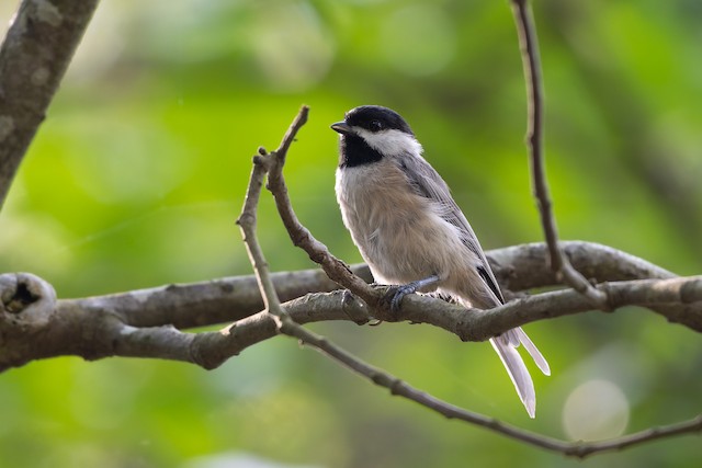 Carolina Chickadee