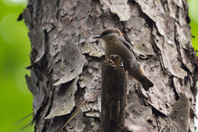 Brown-headed Nuthatch