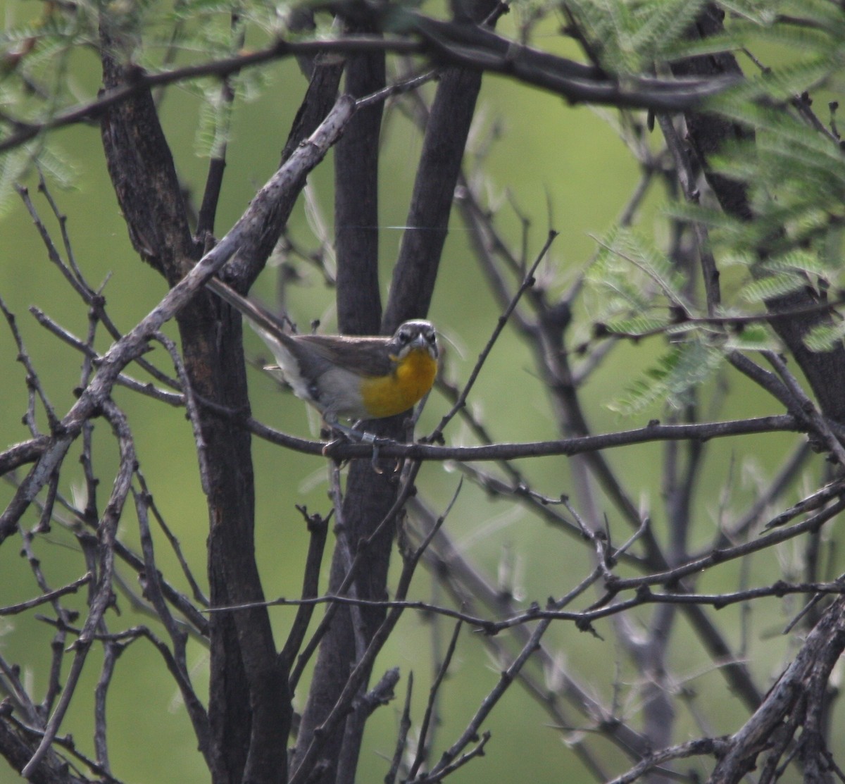 Yellow-breasted Chat - ML66340361